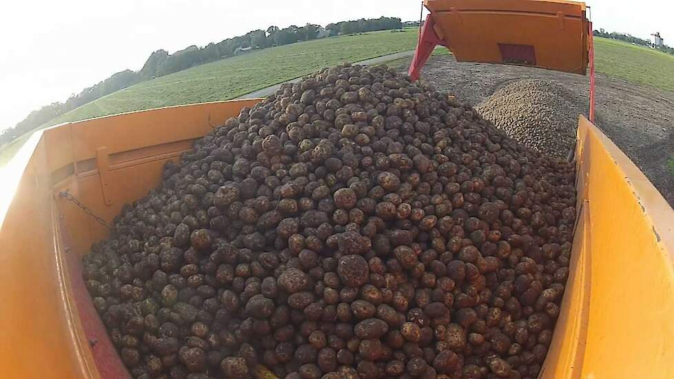 Unieke beelden In het aardappel transport - Kartoffelernte mit HD Gopro - Trekkerweb