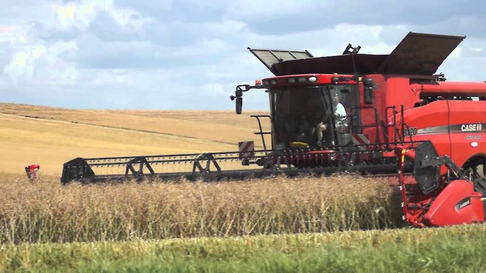 Case-IH Axial Flow in het koolzaad Trekkerweb