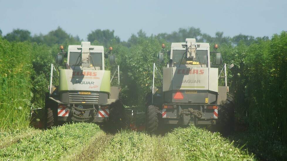 Hempflax hennep maaien met Claas Jaguar 870 en Claas Jaguar 850 met Kemper-maaibek |Trekkerweb