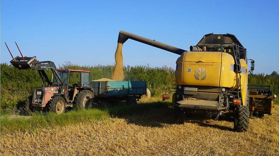 2024| New Holland CX5090 | Graan dorsen | Roth Niederhambach (D) | Getreideernte | Grain harvest